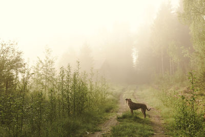 Dog standing on dirt road