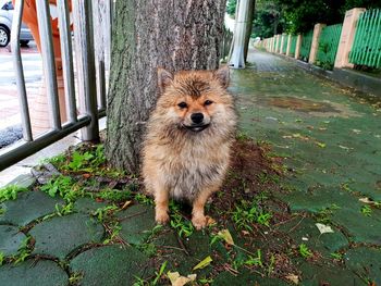 Portrait of dog standing by plants