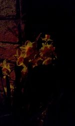 View of flowers against sky at night