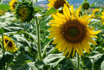 Close-up of sunflower on plant