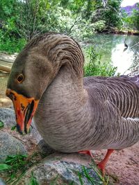 Close-up of bird