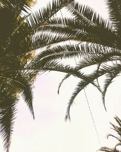 Low angle view of palm tree against sky