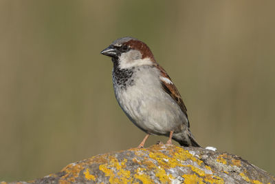 Close-up of bird perching on rock