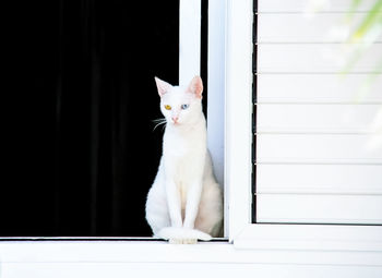 Portrait of white cat sitting on window