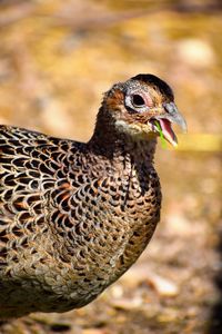 Close-up of a bird