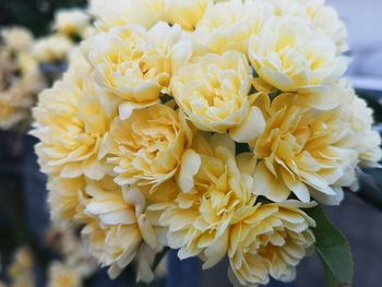 Close-up of yellow roses