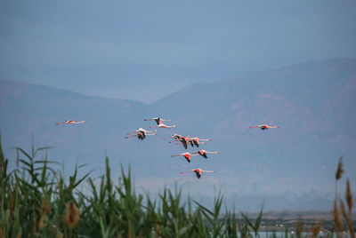 Birds flying over water against sky