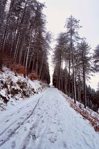 Snow covered road amidst trees in forest against sky