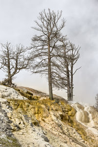 Bare trees on land against sky