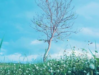 Plants growing on field against sky
