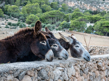 View of a horse on rock