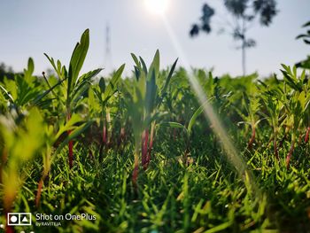 Close-up of plants growing on field against sky