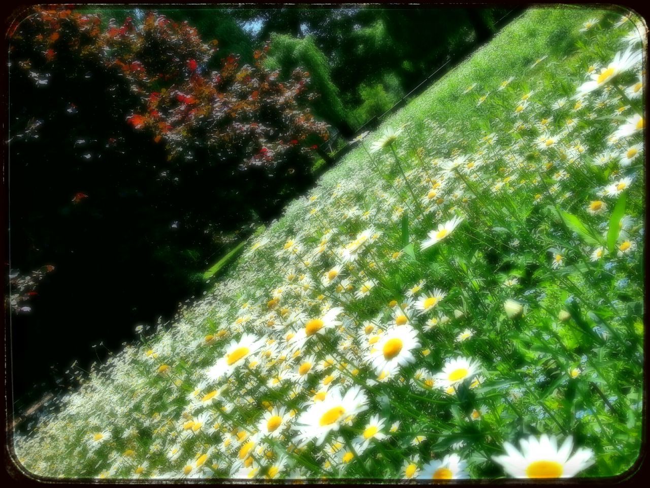 transfer print, flower, growth, auto post production filter, beauty in nature, freshness, plant, nature, fragility, green color, blooming, yellow, field, tranquility, petal, wildflower, day, outdoors, in bloom, grass