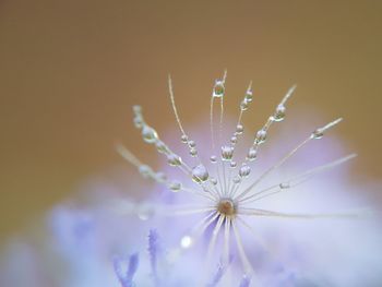 Close-up of flower against blurred background