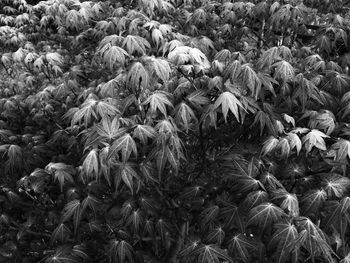 Full frame shot of plants on field