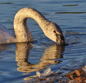 Close-up of swan swimming in lake