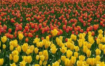 Full frame shot of yellow tulips on field