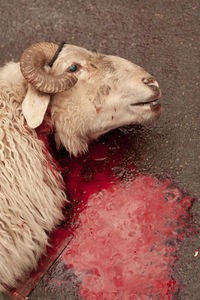 Slaughtered sheep in xian wet market. lots of fresh blood on the concrete.