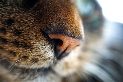 Close-up of cat