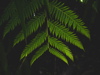 Close-up of fern leaves