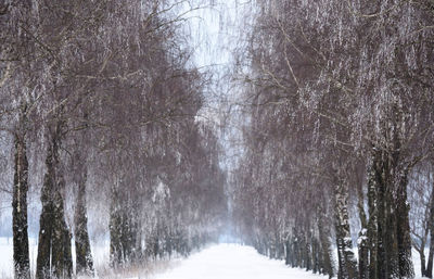 Panoramic view of trees in forest during winter