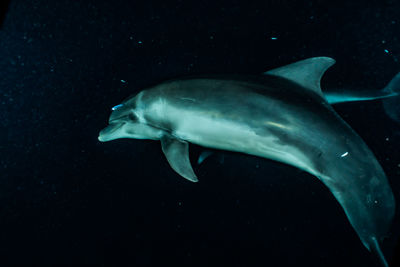 Fish swimming in sea