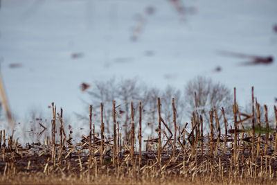 Dried plants at lakeshore