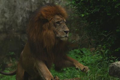 Lion looking away in a forest