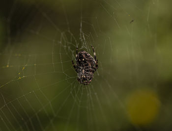 Close-up of spider on web