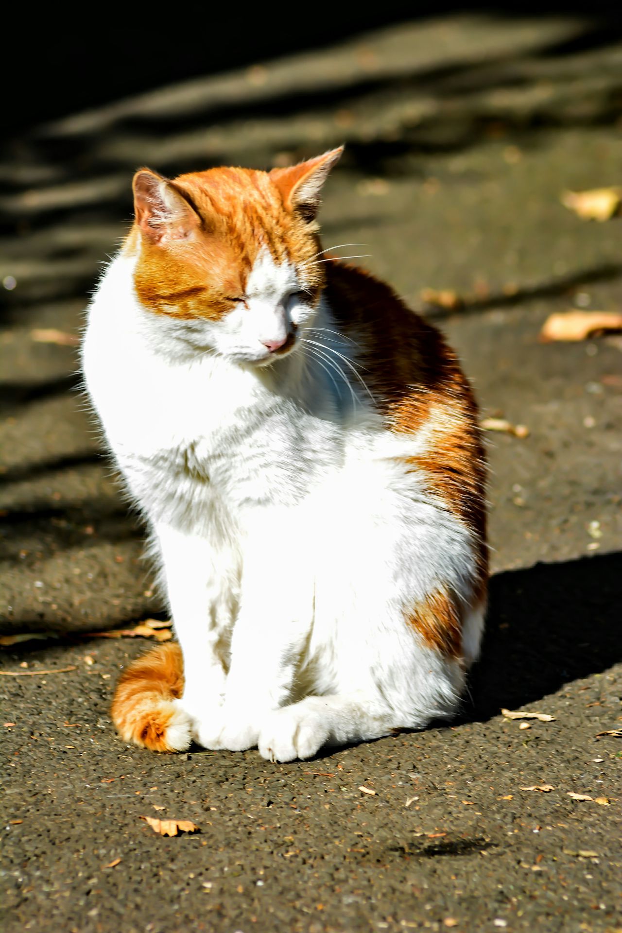 Sunbathing cat