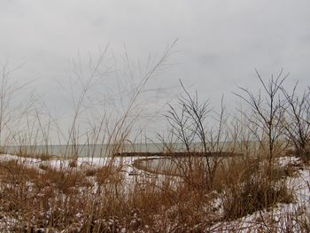 Plants growing on land against sky during winter