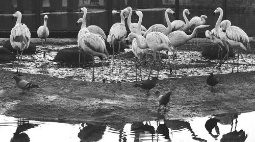 Flock of birds in lake