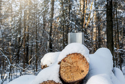 Snow covered land and trees in forest