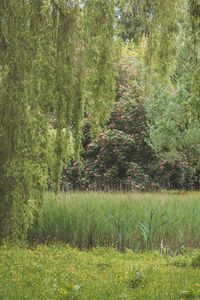 Plants growing in forest