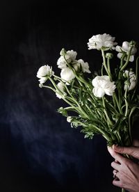 Close-up of hand holding white flowering plant against black background