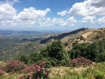 Scenic view of flowering plants on land against sky