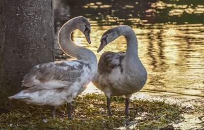 Swans in lake