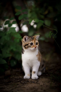 Portrait of cat sitting outdoors