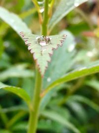 Close-up of insect on flower