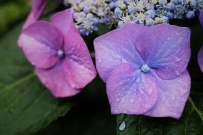 Close-up of purple flowering plant