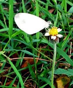 Close-up of white flowers blooming in grass