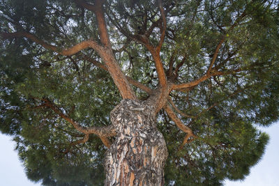 Low angle view of tree against sky