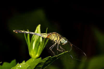 Close-up of damselfly on leaf