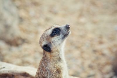 Close-up of meerkat