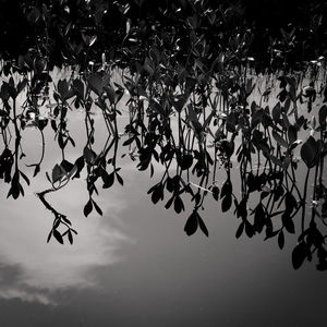 Low angle view of trees against sky