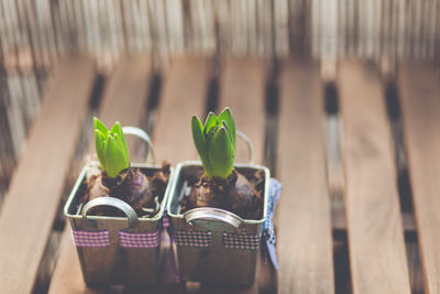 Close-up of potted plant on table