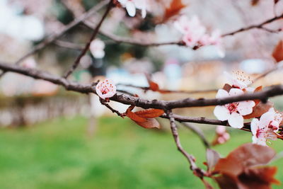 Close-up of branch on branch