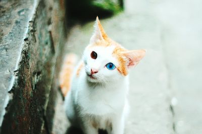 Close-up of cat on street