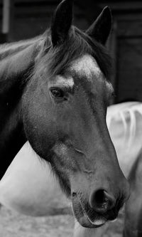 Close-up portrait of a horse