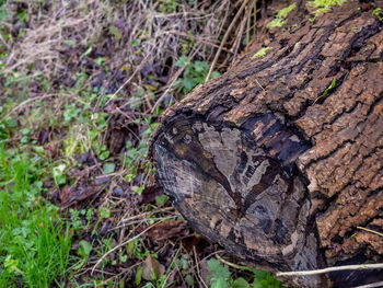 High angle view of tree trunk on field
